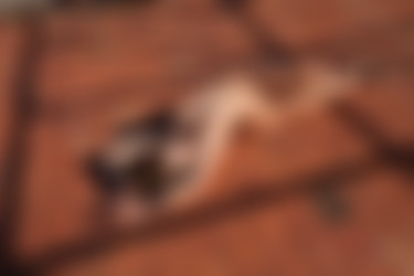 [photodromm.com] 2016-05/[photodromm.com] - 2016.05.02 - Nici - Morning Shadows (x46) 2000x3000/33l.jpg