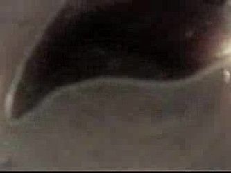 Buttcam Siterip/April Rain/clip_1_ndhigh.asf